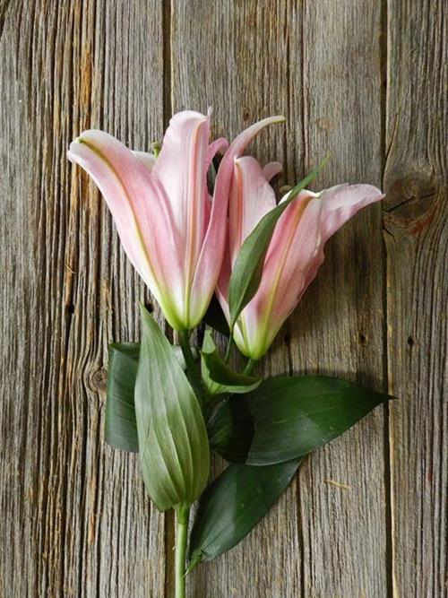 TABLE DANCE PINK OT HYBRID  ORIENTAL LILIES